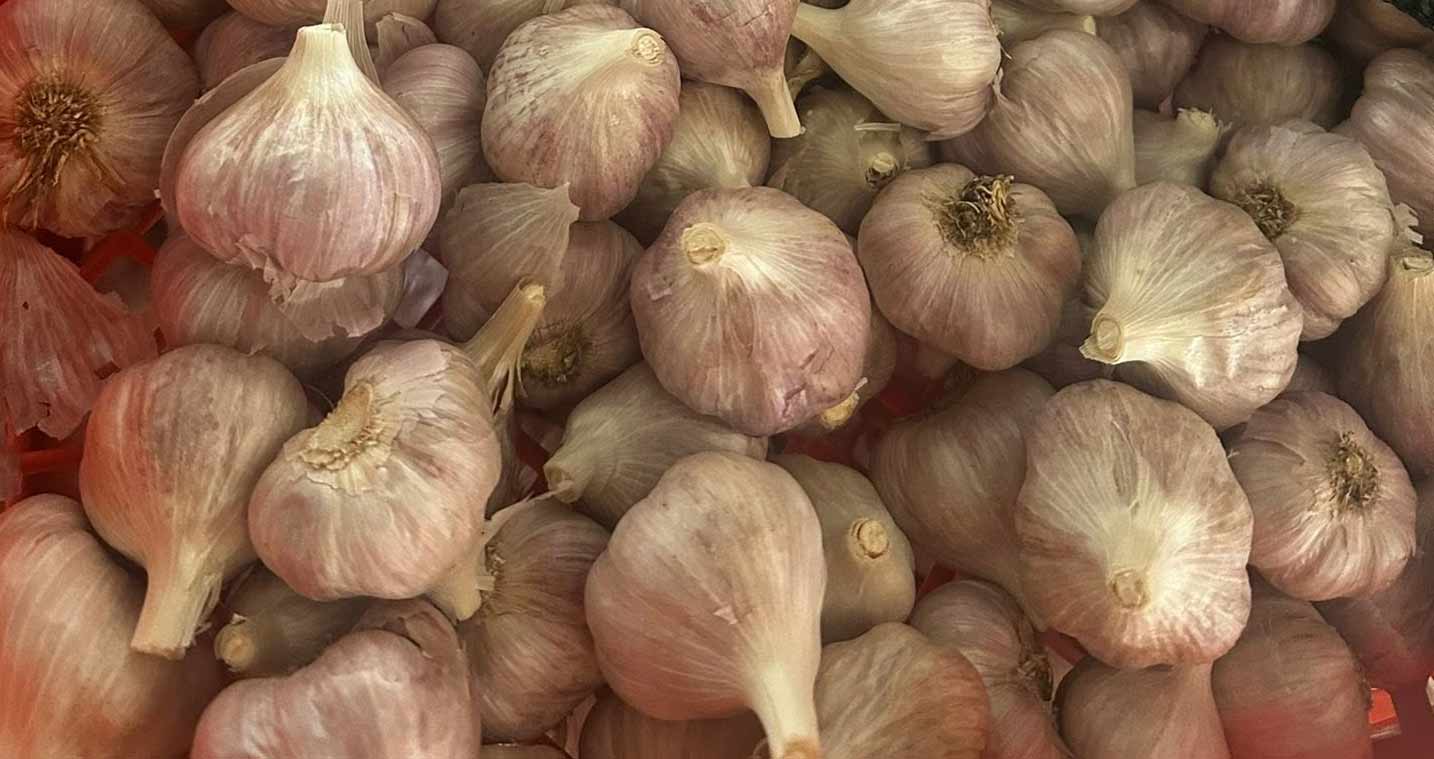 Multiple bulbs of garlic after harvesting